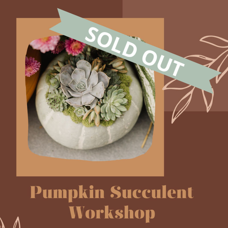 pumpkin succulent workshop