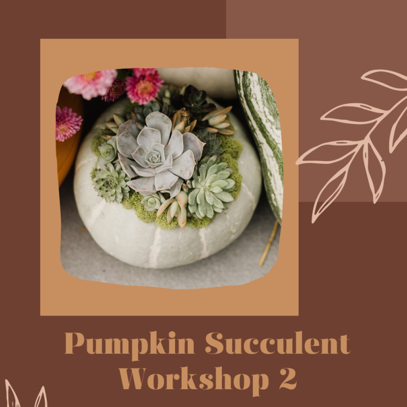 pumpkin succulent workshop