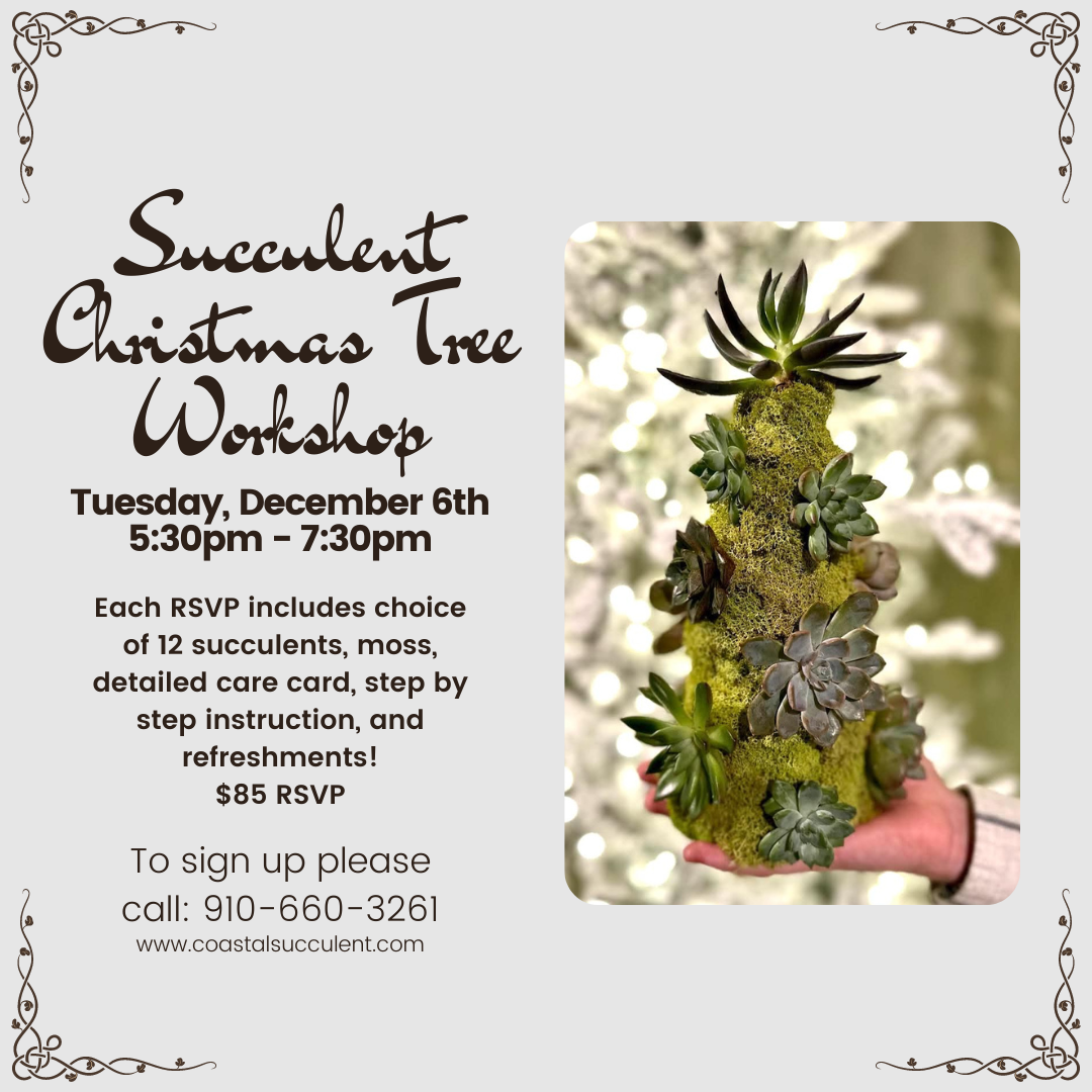 Succulent Christmas Tree Workshop