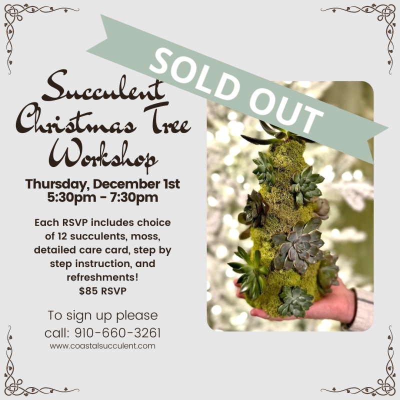 Succulent Christmas Tree Workshop